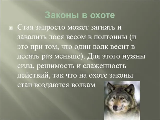 Законы в охоте Стая запросто может загнать и завалить лося весом