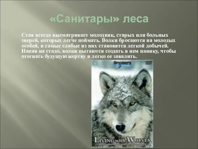 «Санитары» леса Стая всегда высматривает молодняк, старых или больных зверей, которых