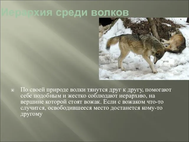 Иерархия среди волков По своей природе волки тянутся друг к другу,