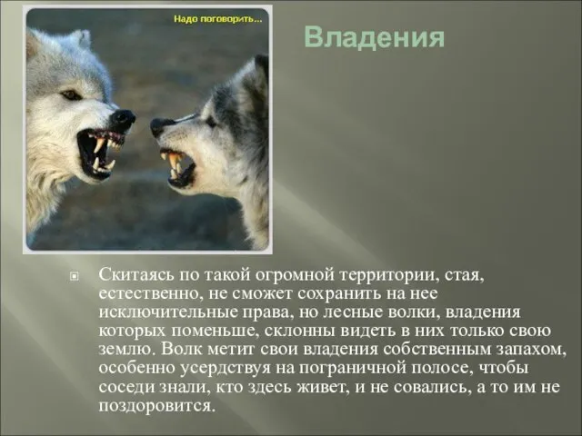 Владения Скитаясь по такой огромной территории, стая, естественно, не сможет сохранить