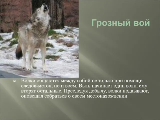 Грозный вой Волки общаются между собой не только при помощи следов-меток,