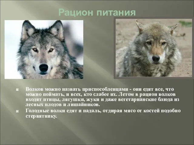 Рацион питания Волков можно назвать приспособленцами - они едят все, что