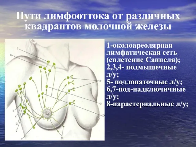 Пути лимфооттока от различных квадрантов молочной железы 1-околоареолярная лимфатическая сеть (сплетение