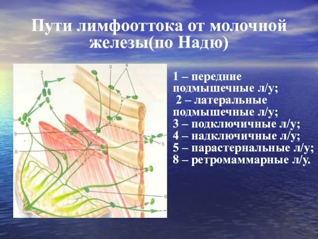 Пути лимфооттока от молочной железы(по Надю) 1 – передние подмышечные л/у;