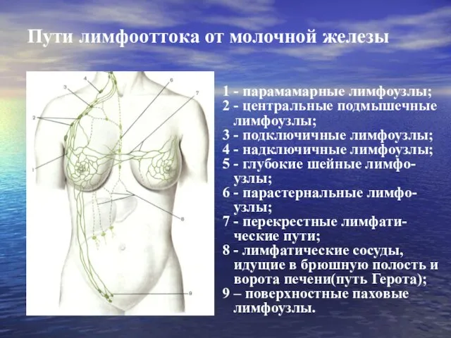 Пути лимфооттока от молочной железы 1 - парамамарные лимфоузлы; 2 -