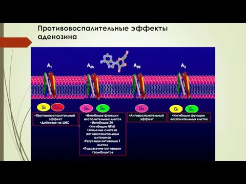 Противовоспалительный эффект Действие на ЦНС Ингибиция функции воспалительных клеток Ингибиция ЭК