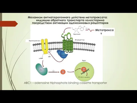 Механизм антиатерогенного действия метотрексата: индукция обратного транспорта холестерина посредством активации аденозиновых