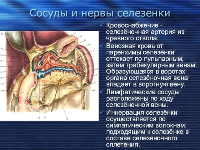 Сосуды и нервы селезенки Кровоснабжение - селезёночная артерия из чревного ствола.