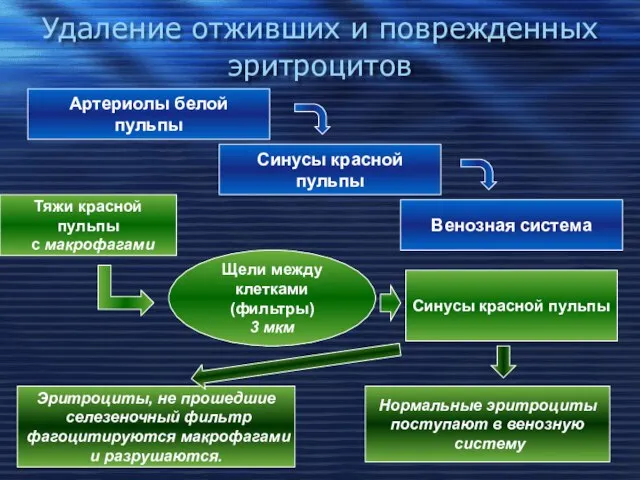 Удаление отживших и поврежденных эритроцитов Артериолы белой пульпы Синусы красной пульпы