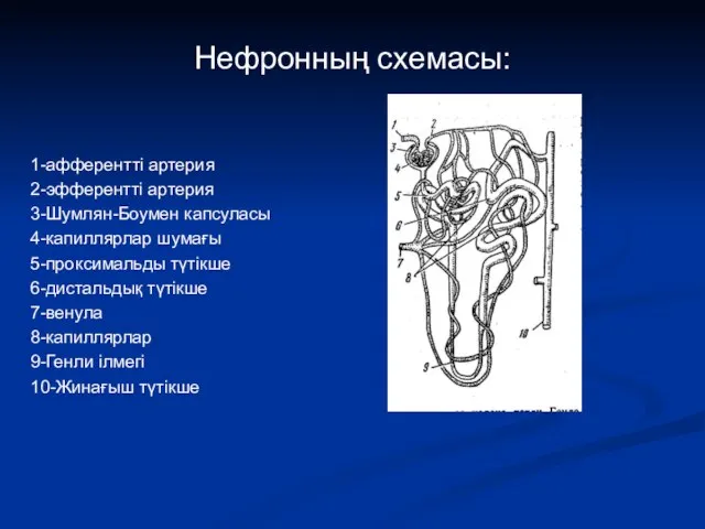 Нефронның схемасы: 1-афферентті артерия 2-эфферентті артерия 3-Шумлян-Боумен капсуласы 4-капиллярлар шумағы 5-проксимальды