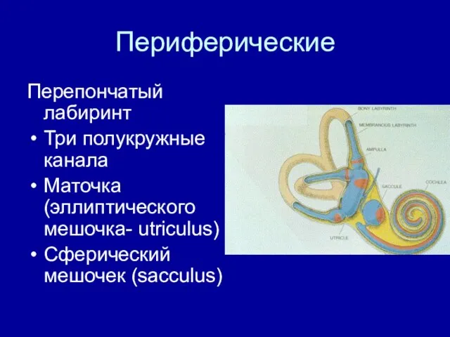 Периферические Перепончатый лабиринт Три полукружные канала Маточка (эллиптического мешочка- utriculus) Сферический мешочек (sacculus)