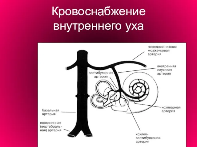 Кровоснабжение внутреннего уха