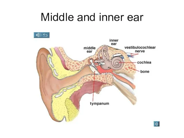 Middle and inner ear