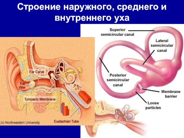 Строение наружного, среднего и внутреннего уха