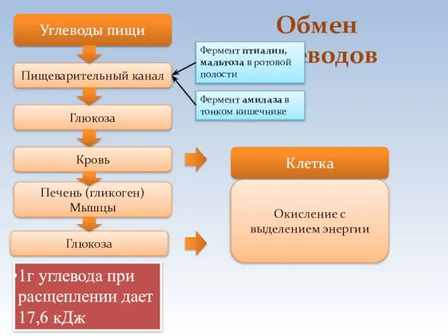 Обмен углеводов Углеводы пищи Пищеварительный канал Глюкоза Печень (гликоген) Мышцы Окисление