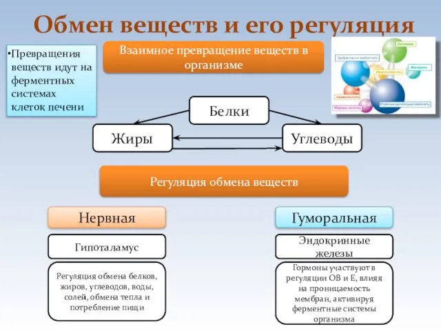 Обмен веществ и его регуляция Взаимное превращение веществ в организме Регуляция