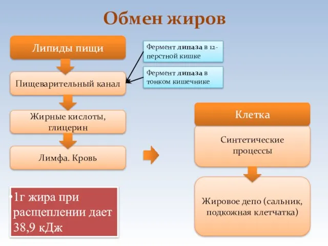 Обмен жиров Липиды пищи Пищеварительный канал Жирные кислоты, глицерин Лимфа. Кровь