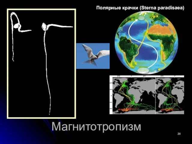 Магнитотропизм Полярные крачки (Sterna paradisaea)