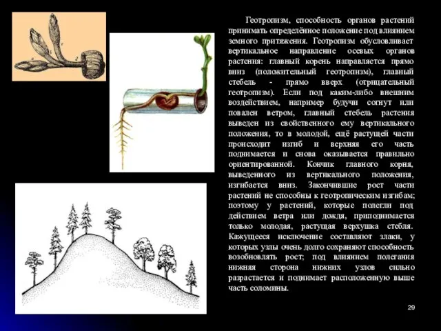 Геотропизм, способность органов растений принимать определённое положение под влиянием земного притяжения.