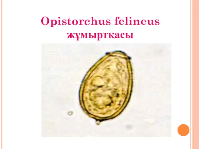 Opistorchus felineus жұмыртқасы