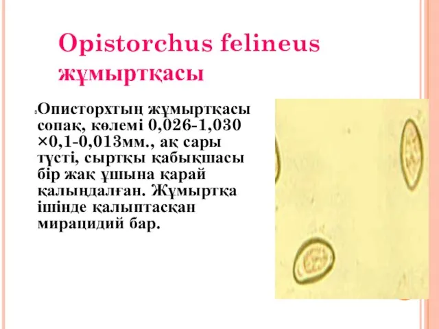 Opistorchus felineus жұмыртқасы Описторхтың жұмыртқасы сопақ, көлемі 0,026-1,030 ×0,1-0,013мм., ақ сары