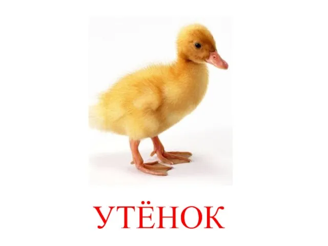 УТЁНОК