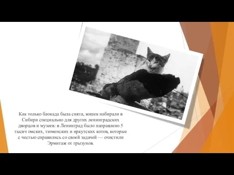 Как только блокада была снята, кошек набирали в Сибири специально для