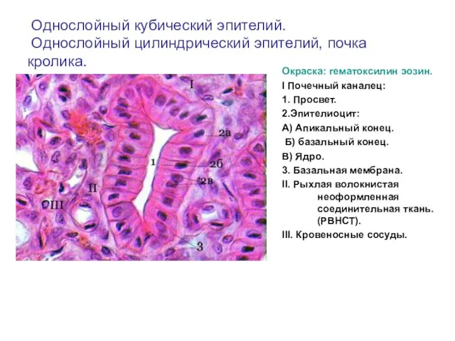 Однослойный кубический эпителий. Однослойный цилиндрический эпителий, почка кролика. Окраска: гематоксилин эозин.