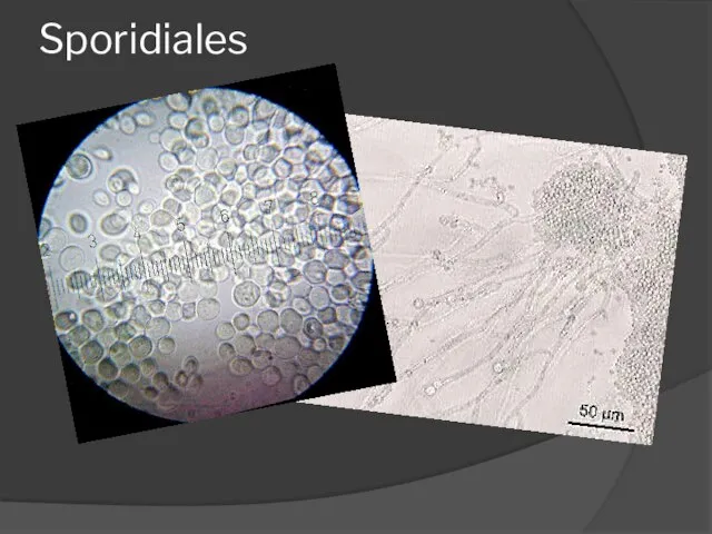 Sporidiales