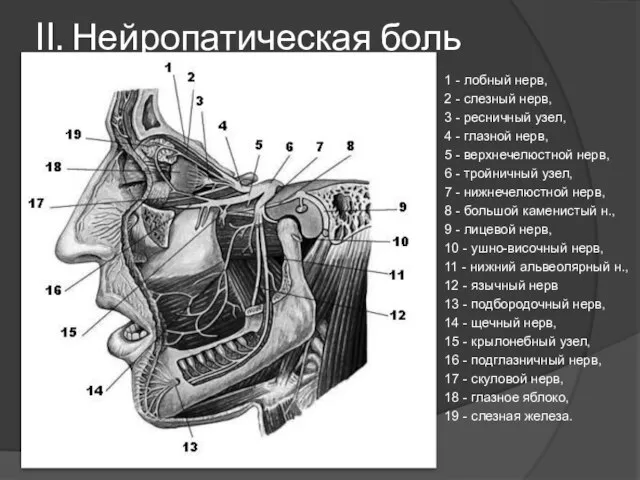 II. Нейропатическая боль 1 - лобный нерв, 2 - слезный нерв,