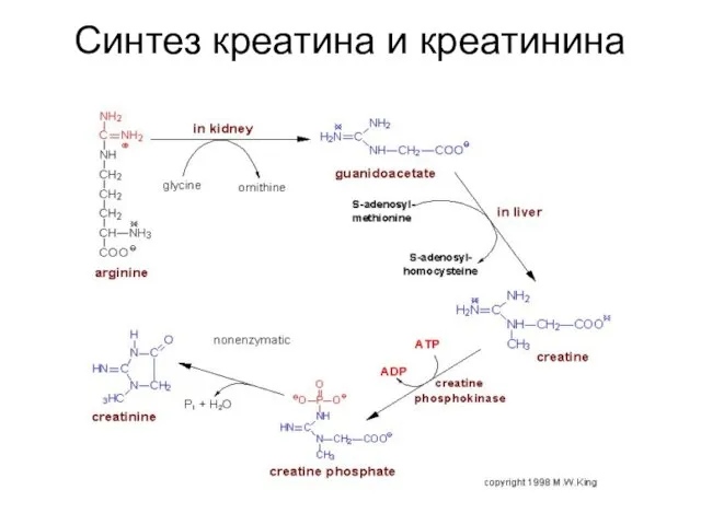 Синтез креатина и креатинина