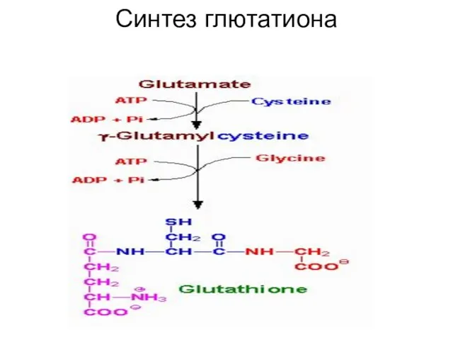 Синтез глютатиона