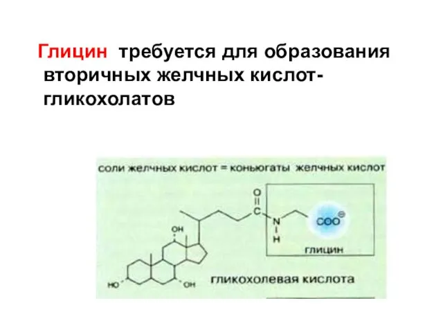 Глицин требуется для образования вторичных желчных кислот- гликохолатов