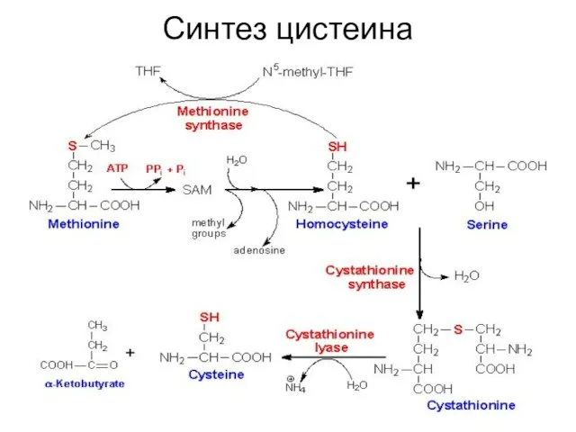 Синтез цистеина