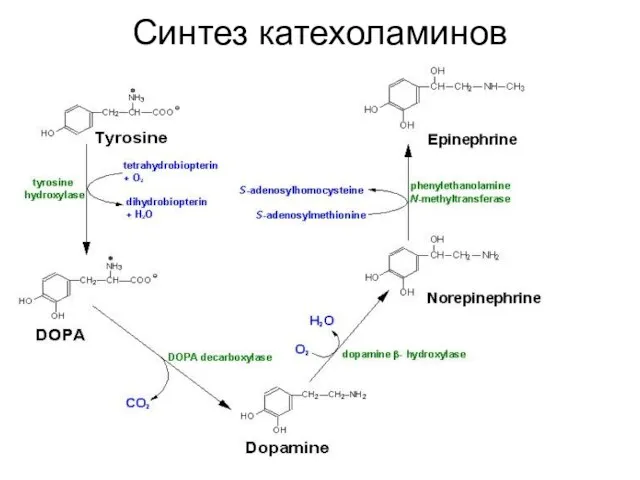 Синтез катехоламинов