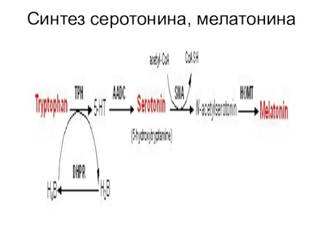 Синтез серотонина, мелатонина