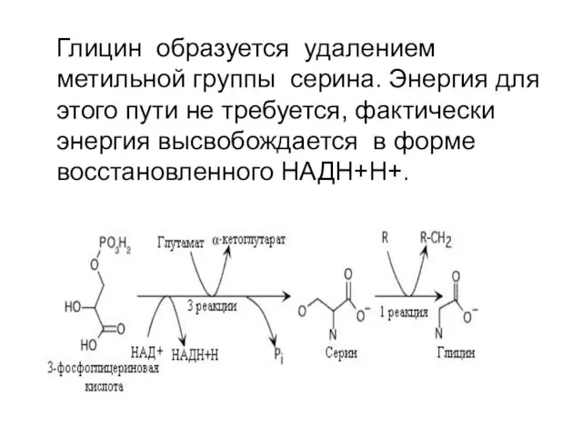 Глицин образуется удалением метильной группы серина. Энергия для этого пути не