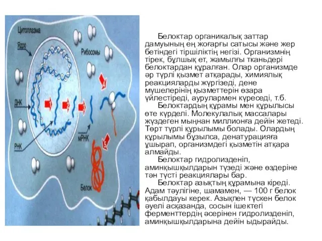 Белоктар органикалық заттар дамуының ең жоғарғы сатысы және жер бетіндегі тіршіліктің