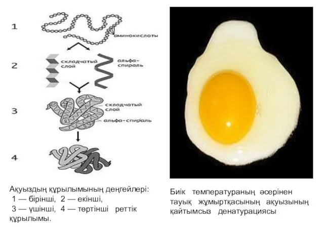 Ақуыздың құрылымының деңгейлерi: 1 — бірінші, 2 — екінші, 3 —