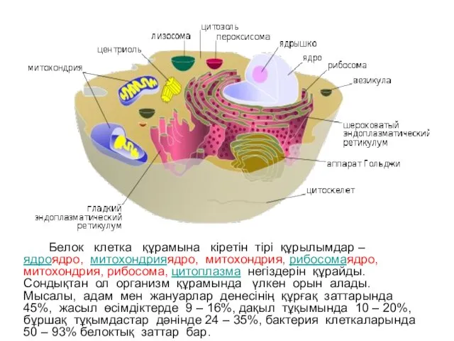 Белок клетка құрамына кіретін тірі құрылымдар – ядроядро, митохондрияядро, митохондрия, рибосомаядро,