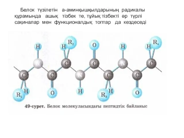 Белок түзілетін a-аминқышқылдарының радикалы құрамында ашық тізбек те, тұйық тізбекті әр