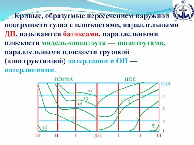 Кривые, образуемые пересечением наружной поверхности судна с плоскостями, параллельными ДП, называются