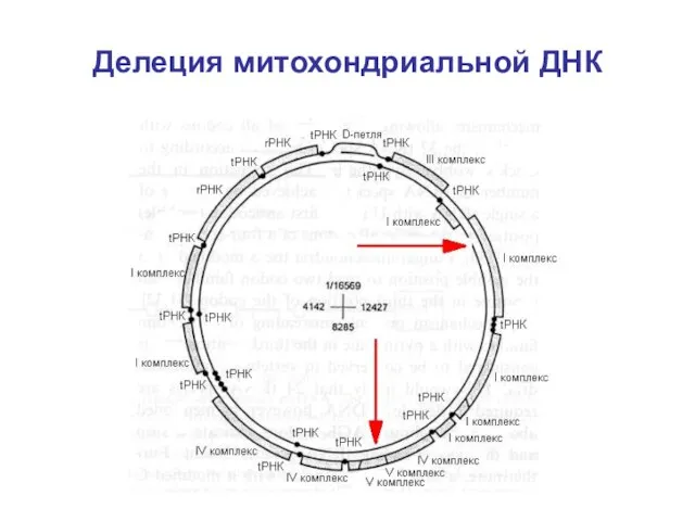 Делеция митохондриальной ДНК