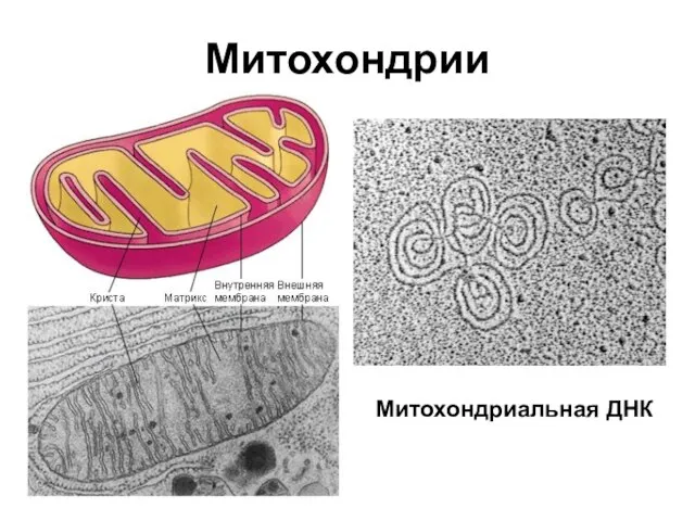 Митохондрии Митохондриальная ДНК