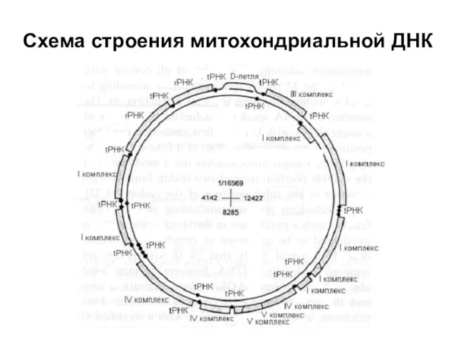 Схема строения митохондриальной ДНК