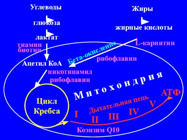 Углеводы Жиры глюкоза лактат жирные кислоты Ацетил КоА Цикл Кребса Бета-окисление