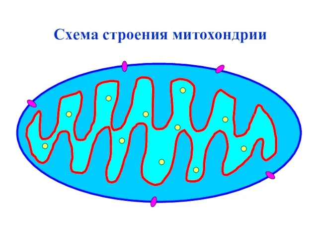 Схема строения митохондрии