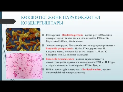 КӨКЖӨТЕЛ ЖӘНЕ ПАРАКӨКЖӨТЕЛ ҚОЗДЫРҒЫШТАРЫ Қоздырғыш - Bordetella pertusіs - алғаш рет