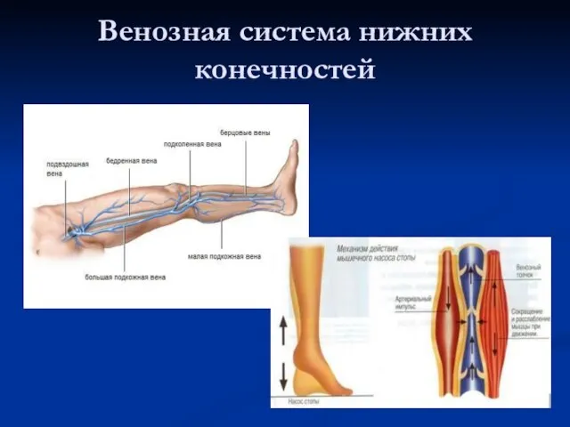 Венозная система нижних конечностей