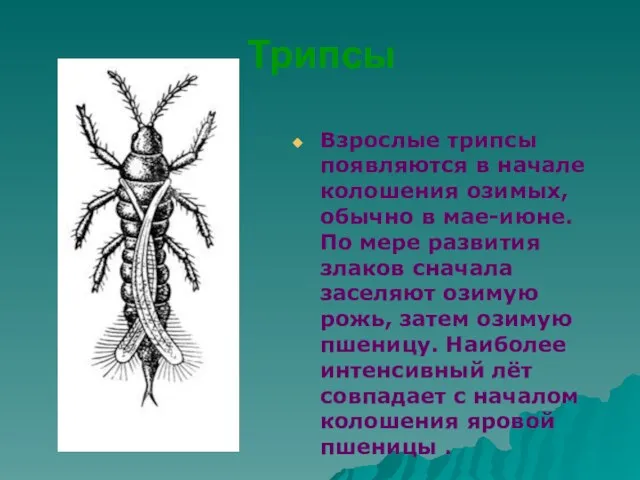 Трипсы Взрослые трипсы появляются в начале колошения озимых, обычно в мае-июне.